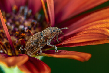 weevil from the side on a flower