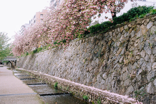 A Kyoto canal sidewalk