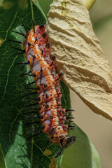 caterpillar on a leaf