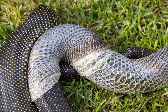 Australian Diamond Python sloughing skin