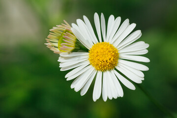 Common Daisy growing up through another Daisy flower