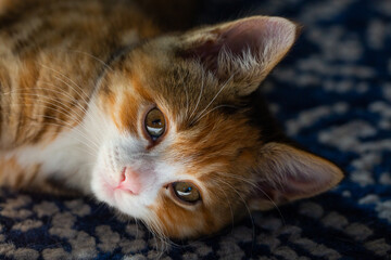 Calico tabby kitten headshot