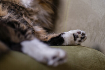 cat paws