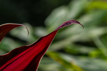 red sister cordyline