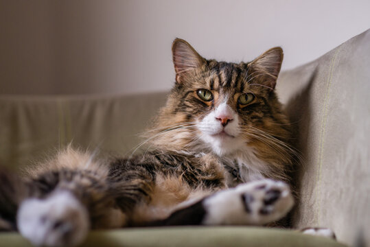 cat relaxing on chair