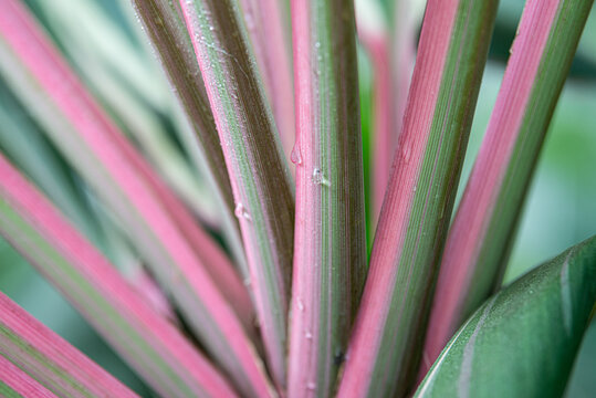 Cordyline Ti Plant