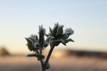 Frozen plants in winter with the hoar-frost.  A canal-side of London suburbs.