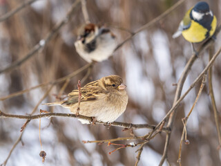 Two Sparrows sits on a branch without leaves.