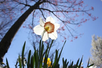Pink daffodil at ground level on a Spring Day