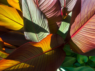 Large colorful plant leaves