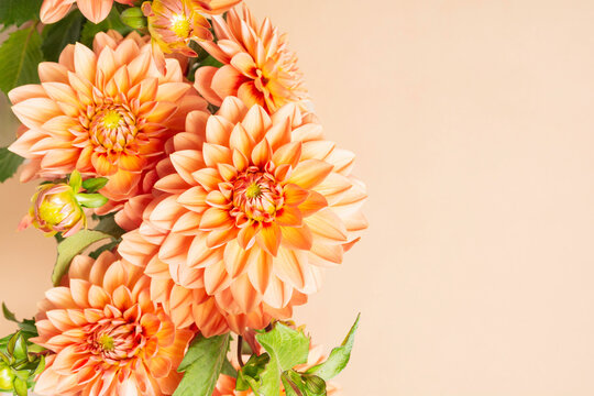 Dahlia floral background