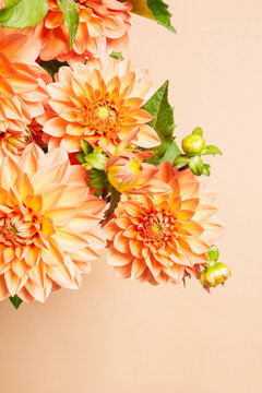 Dahlia flowers from above