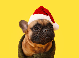 Cute French bulldog in Santa hat on color background