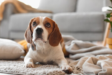 Cute Beagle dog with warm plaid at home