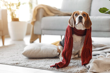Cute Beagle dog with warm scarf at home on autumn day