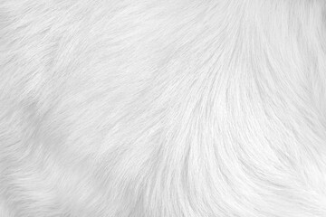 Furry cat patterns with soft texture for white grey smooth background