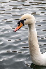 Obraz premium Portrait of a graceful white swan with long neck on dark water background.