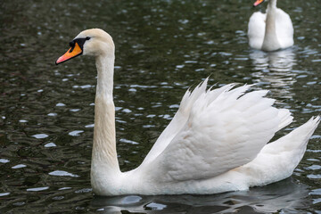 A graceful white swan swimming on a lake with dark water. The white swan is reflected in the water