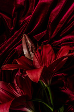 Red lily flower