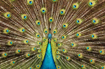 Fototapeta premium Peacock Tail