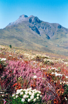 Flowering Fynbos Landscape, Swellendam, South Africa