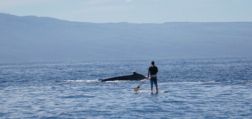 paddle board near whale