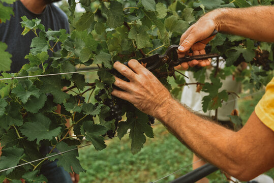 Farmers Harvesting red Grapes 

