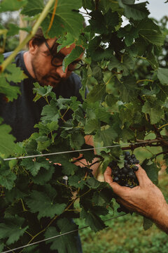 Farmer Harvesting red Grapes in italian countryside

