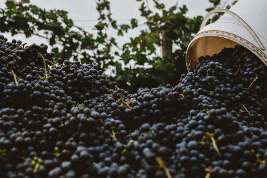 harvest of red grape in a vineyard
