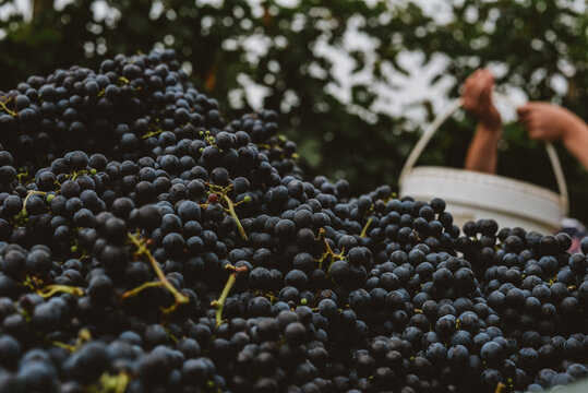 harvest of red grape in a vineyard
