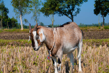 goat in the field