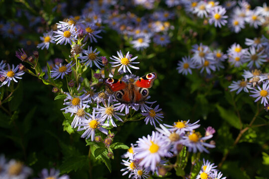 Peacock butterfly on Aster flowers