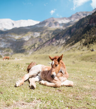Relaxed baby horse on the grass