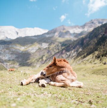 Foal during a self care moment