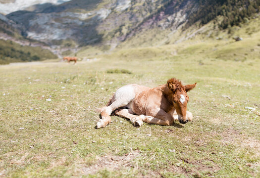 Foal lying on the grass