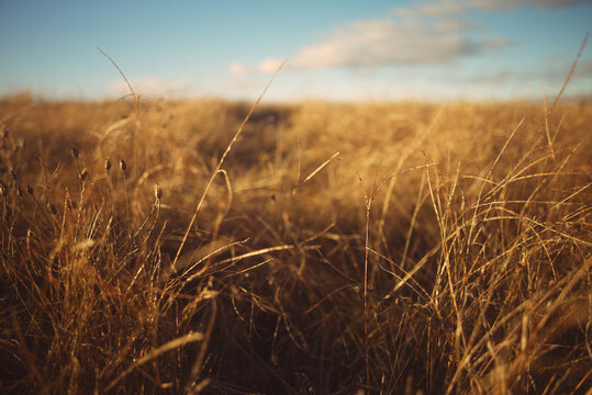Wheat field on autumn nature rural outdoor