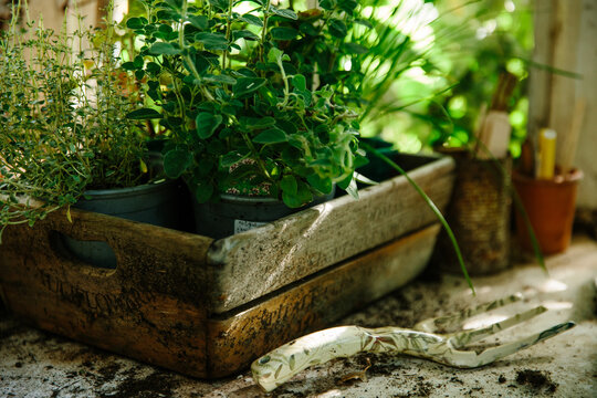 Herb plants
