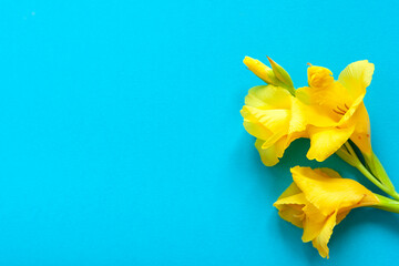 Bright flowers of gladiolus on a blue background. Summer background with flowers. With free space for text