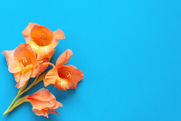 Bright flowers of gladiolus on a blue background. Summer background with flowers. With free space for text