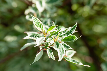 A branch of a deren with variegated leaves on the background of a summer garden. Derain white Elegantissima