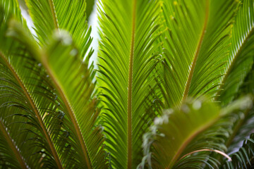 Palm leaf texture, palm coconut foliage nature green background. Tropical trees design.