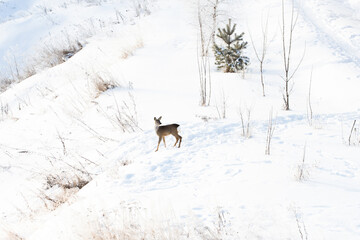 A deer running around the suburbs in the winter after a snowfall. A fairy tale in the city. Russia, winter.
