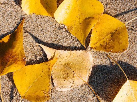 Yellow autumn leaves on the sand