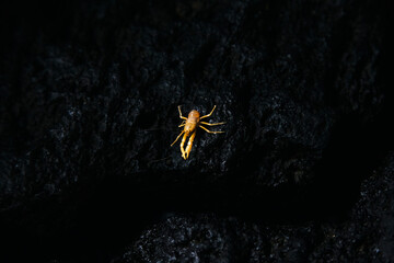 Blind Crab crawling on stone surface