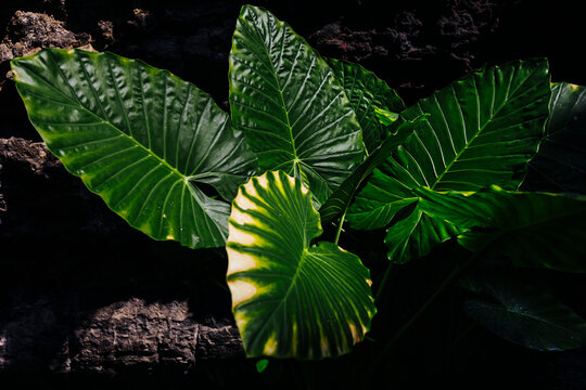 Green leaves of plant in garden