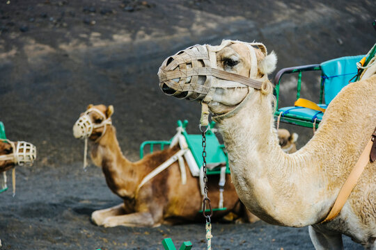 Camels resting in desert