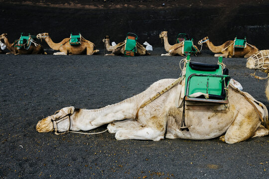 Camel resting in desert