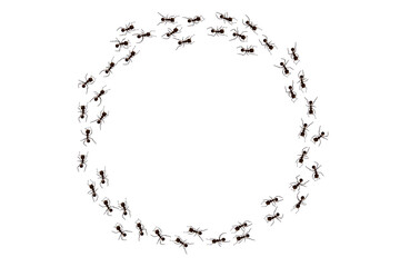 Black ant trail. Working insect curve group silhouettes isolated on white background. Vector illustration.