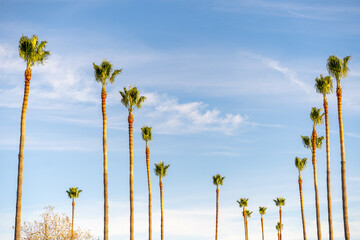 Palm trees in front of a blue sky.
