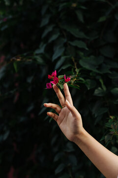 A woman's hand gently touching bougainvillea 